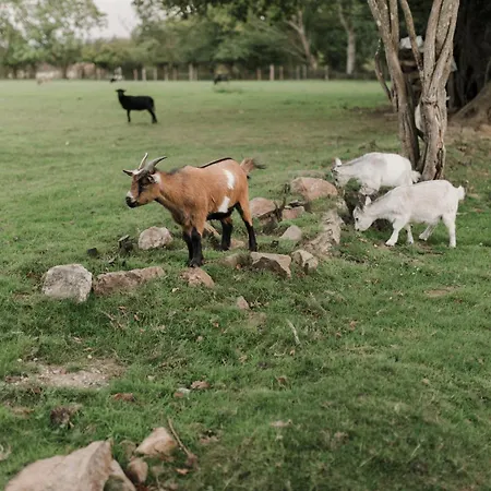 Ecodomaine Rêver Ailleurs - Insolite à La Ferme * Champfrémont